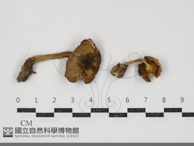 登錄號:F0034903藏品圖，第1張