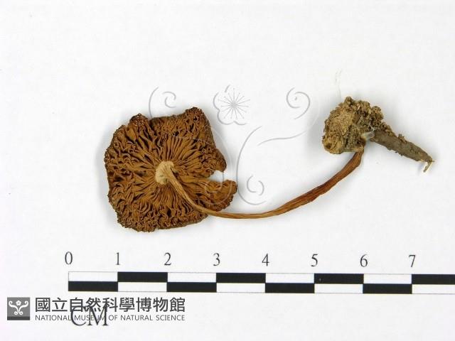 登錄號:F0022903藏品圖，第1張