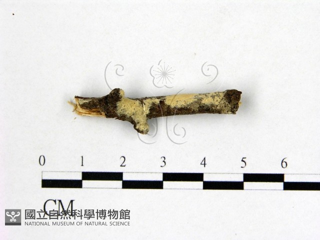 登錄號:F0002903藏品圖，第1張