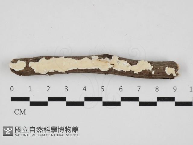 登錄號:F0032903藏品圖，第1張