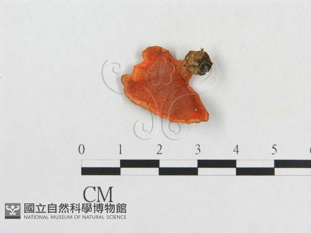 血紅密孔菌藏品圖，第1張