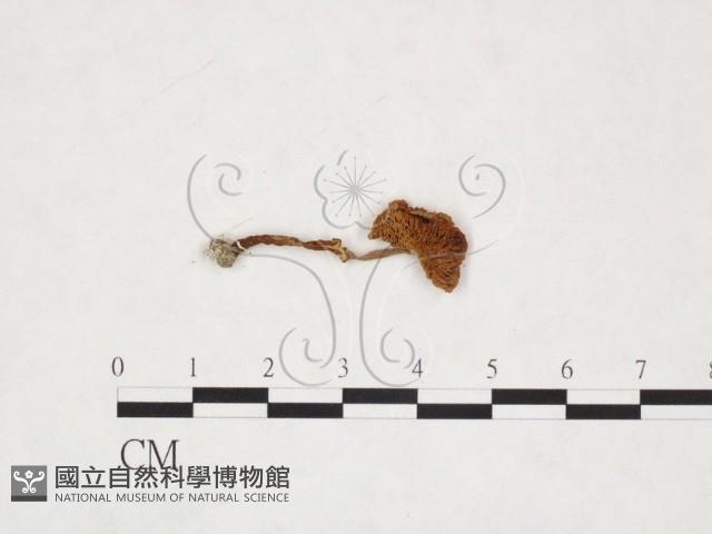 登錄號:F0025903藏品圖，第1張