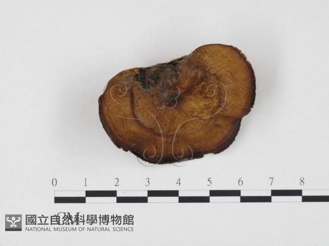 登錄號:F0005903藏品圖，第1張