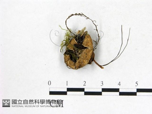 登錄號:F0015903藏品圖，第1張