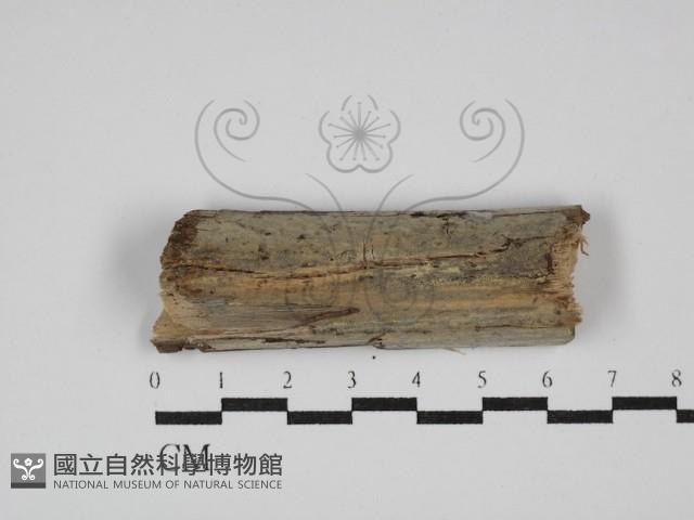 登錄號:F0029903藏品圖，第1張