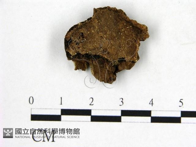 登錄號:F0019903藏品圖，第1張