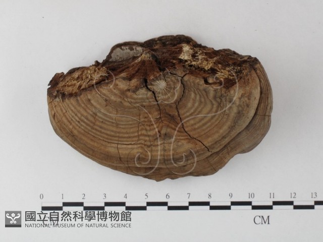靈芝屬藏品圖，第1張