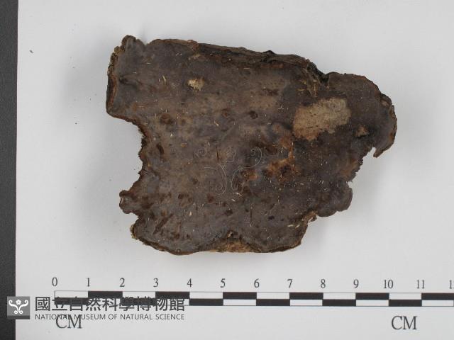 登錄號:F0003903藏品圖，第1張