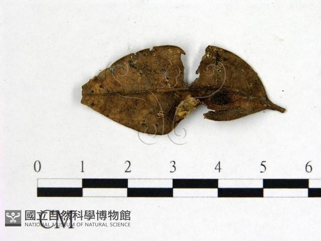 登錄號:F0013903藏品圖，第1張