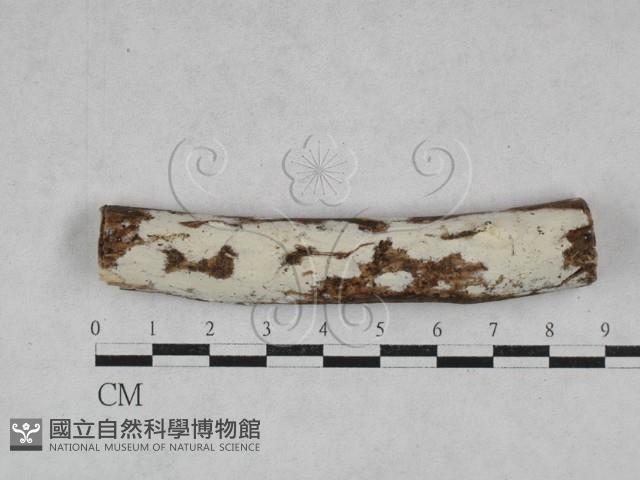 絲皮菌屬藏品圖，第1張