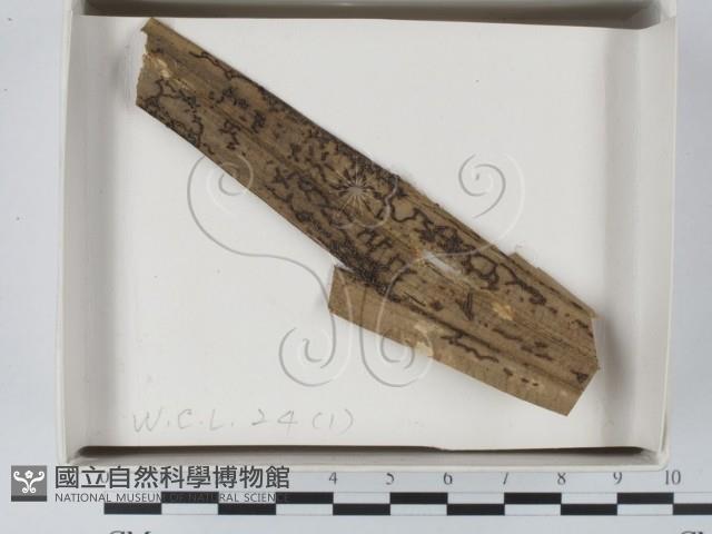 登錄號:F0018603藏品圖，第1張