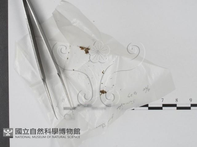 登錄號:F0000603藏品圖，第1張