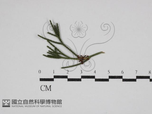 登錄號:F0030603藏品圖，第1張