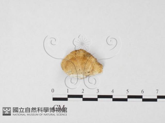 登錄號:F0026603藏品圖，第1張