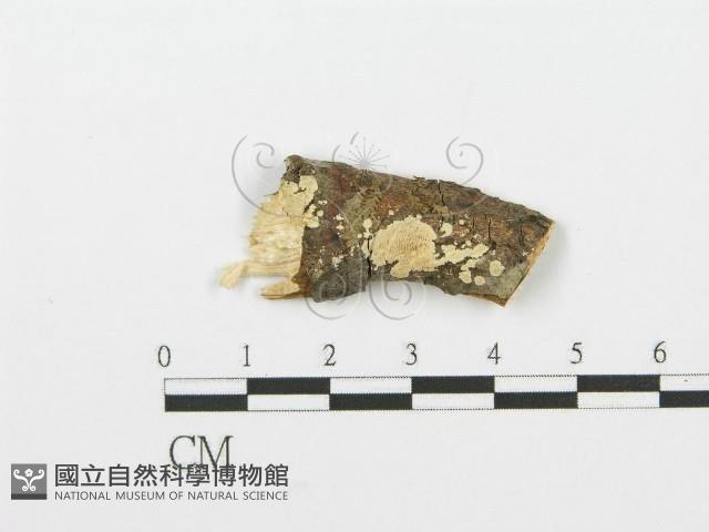 登錄號:F0001603藏品圖，第1張