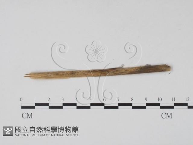 登錄號:F0011603藏品圖，第1張