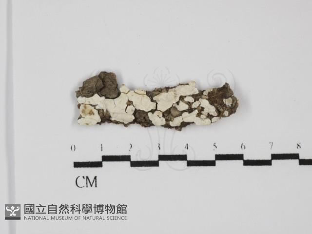 登錄號:F0031603藏品圖，第1張