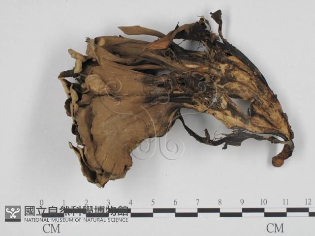 革菌屬藏品圖，第1張