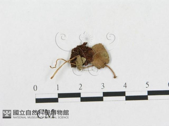 登錄號:F0014603藏品圖，第1張