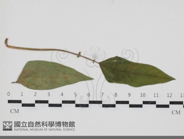 登錄號:F0034603藏品圖，第1張