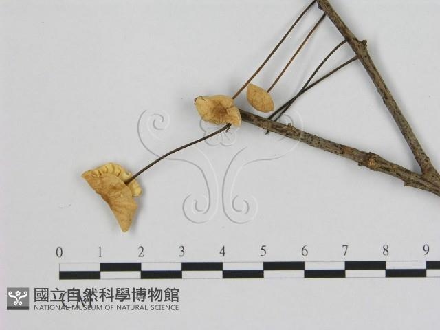小皮傘屬藏品圖，第1張