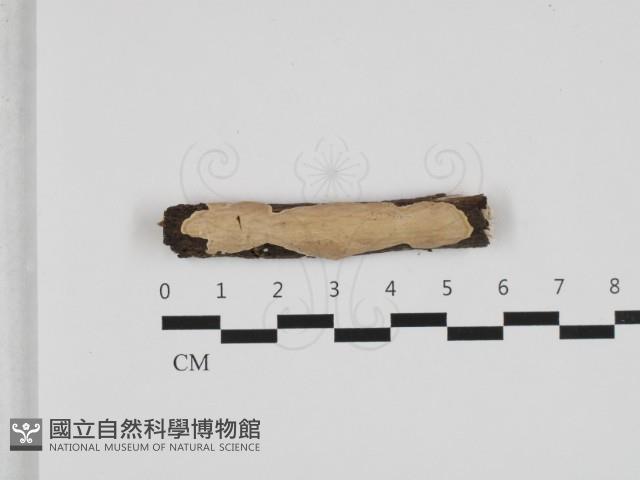 刺皮菌屬藏品圖，第1張