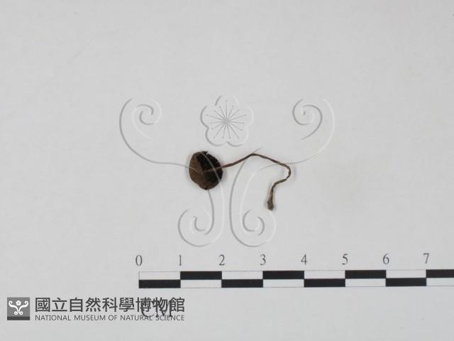 登錄號:F0007603藏品圖，第1張