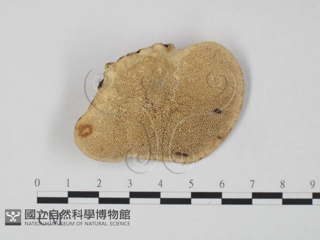 登錄號:F0015603藏品圖，第1張