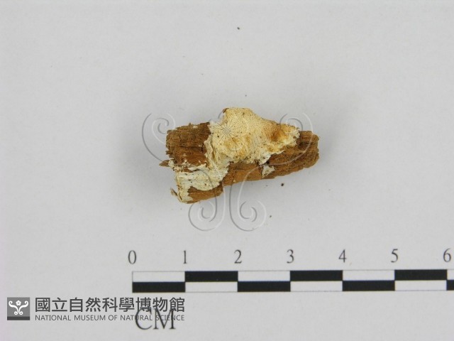 登錄號:F0009603藏品圖，第1張