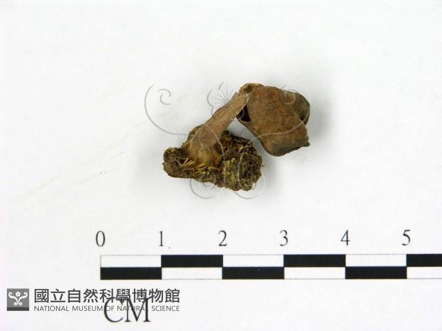 登錄號:F0019603藏品圖，第1張