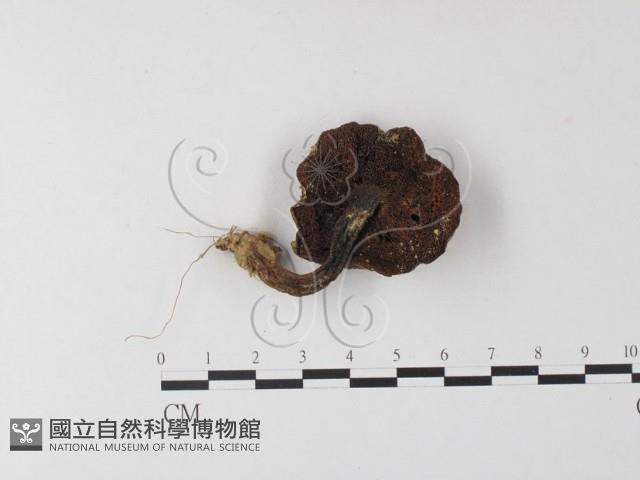 登錄號:F0023603藏品圖，第1張