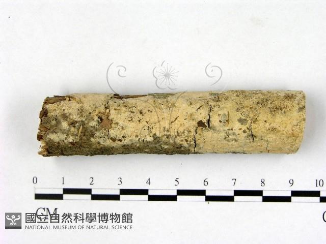 登錄號:F0003603藏品圖，第1張