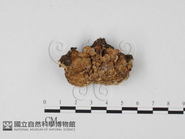 栓菌屬藏品圖，第1張