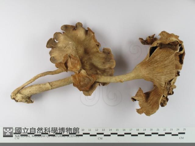 登錄號:F0033603藏品圖，第1張