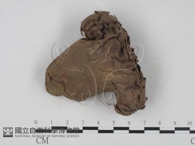 紫色禿馬勃藏品圖，第1張