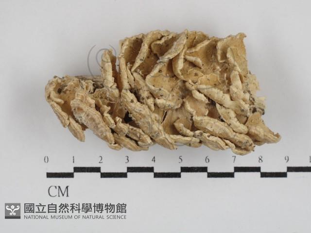 附毛菌屬藏品圖，第1張