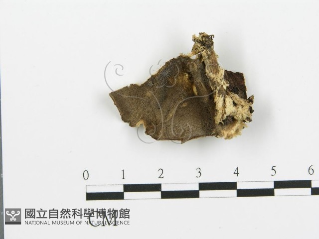 煙管菌藏品圖，第1張