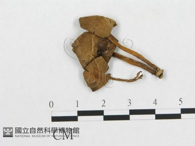 登錄號:F0016403藏品圖，第1張