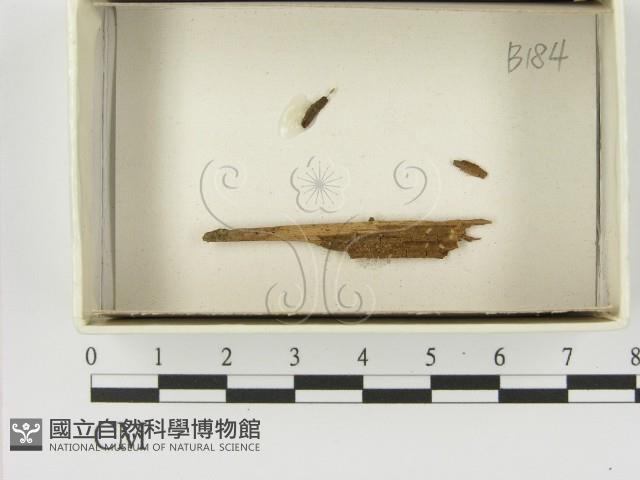 登錄號:F0021403藏品圖，第1張