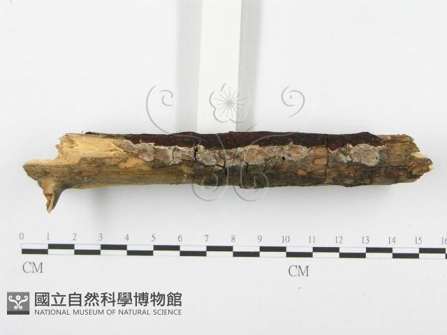 登錄號:F0001403藏品圖，第1張