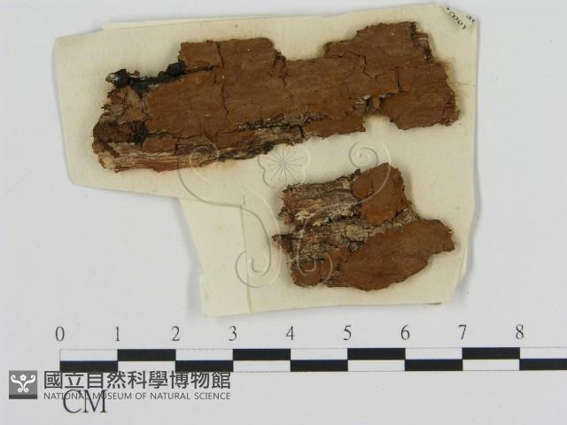 登錄號:F0011403藏品圖，第1張