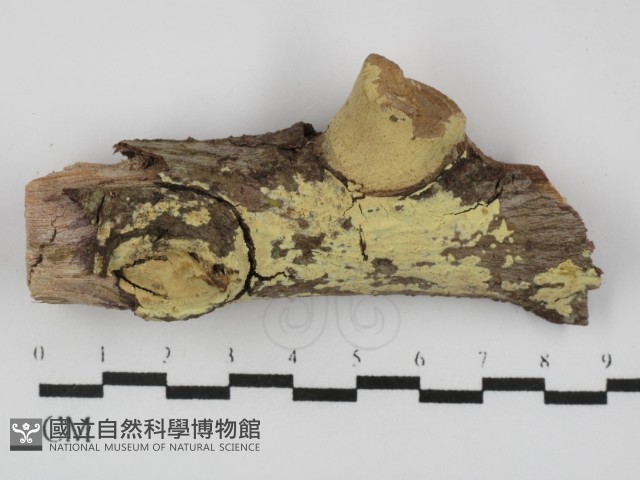 登錄號:F0031403藏品圖，第1張