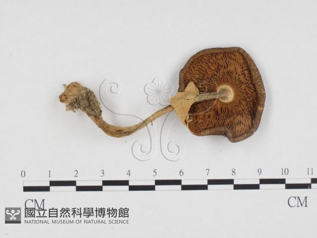 登錄號:F0024403藏品圖，第1張