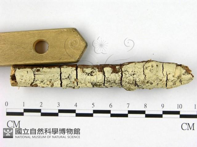 登錄號:F0022403藏品圖，第1張