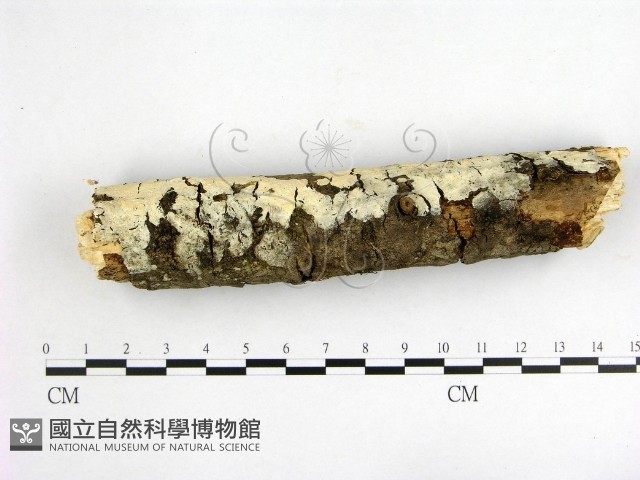 登錄號:F0002403藏品圖，第1張