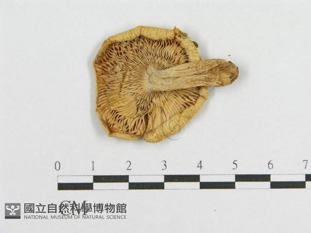 登錄號:F0012403藏品圖，第1張