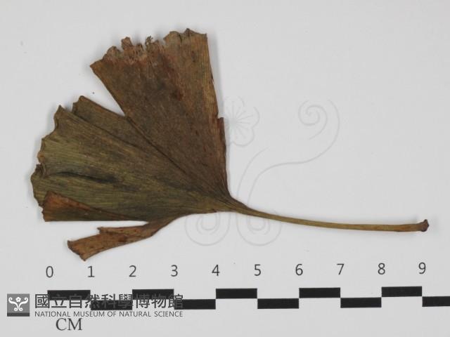 登錄號:F0032403藏品圖，第1張