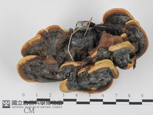 靈芝屬藏品圖，第1張