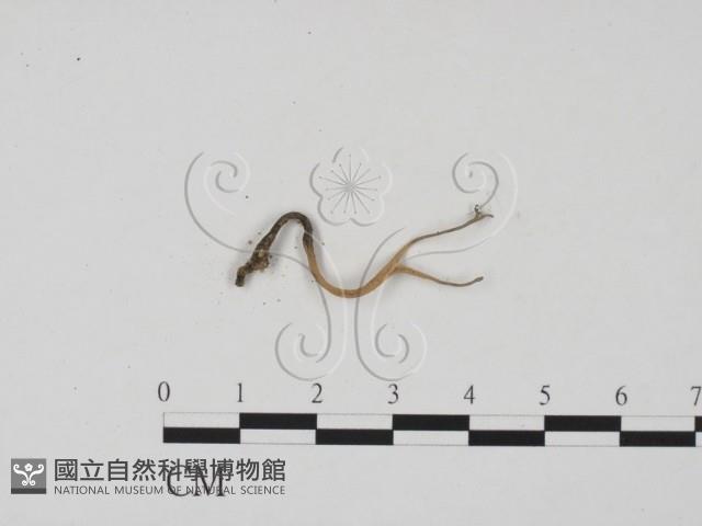 炭角菌屬藏品圖，第1張