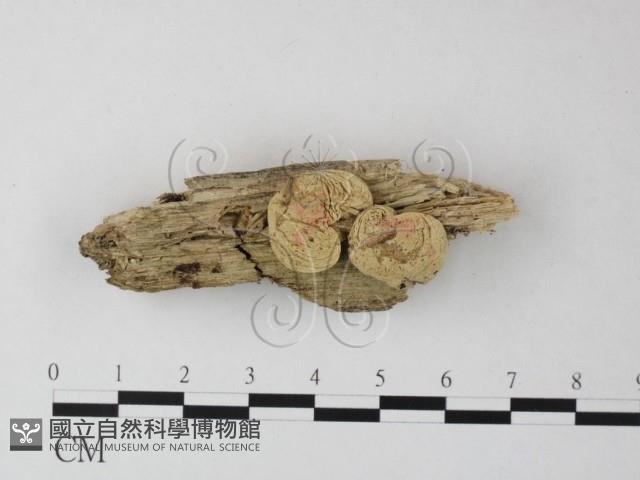 登錄號:F0025403藏品圖，第1張